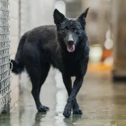 混種犬