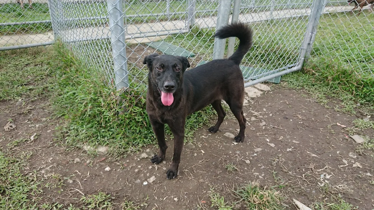 混種犬