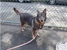 混種犬