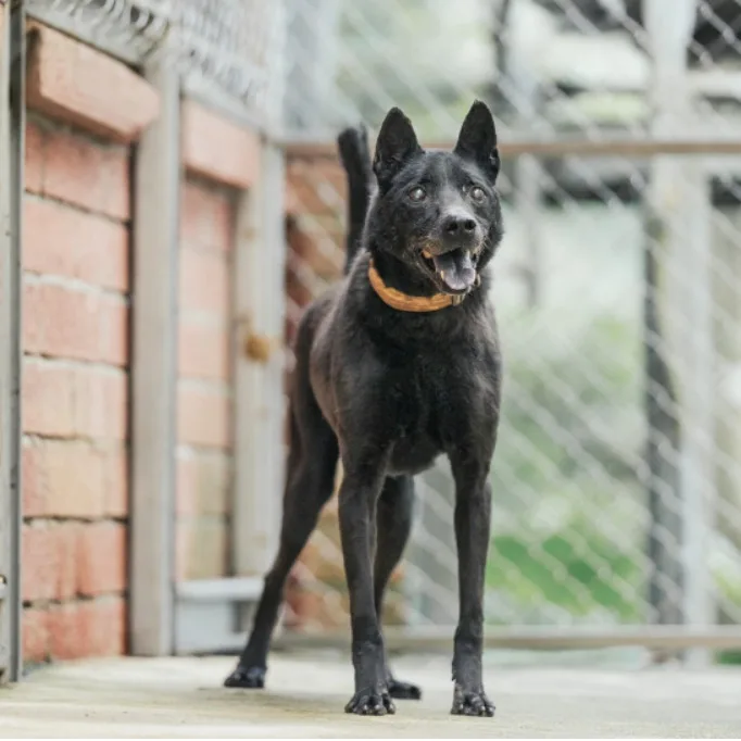 混種犬