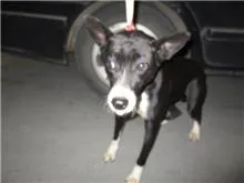 混種犬