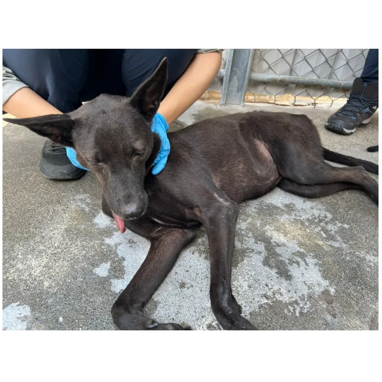 混種犬
