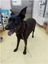 混種犬