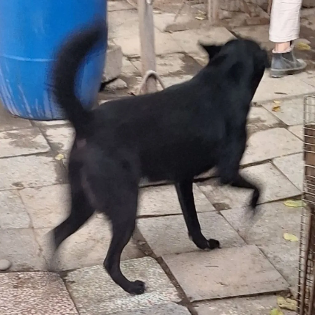 混種犬