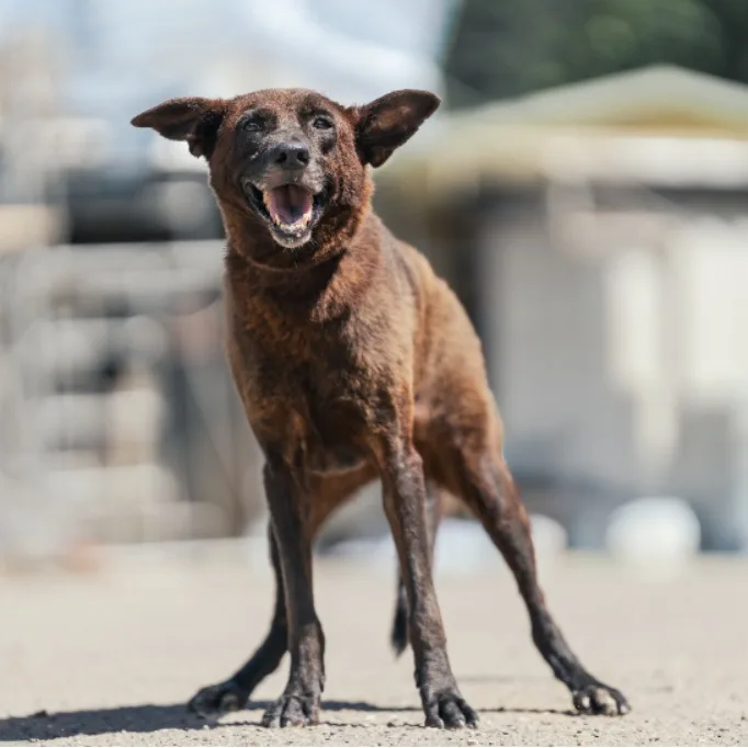 混種犬
