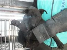 混種犬