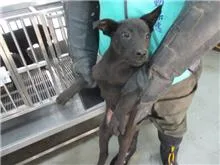 混種犬