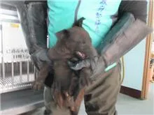 混種犬