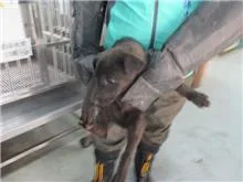 混種犬
