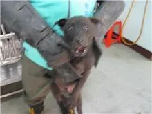 混種犬