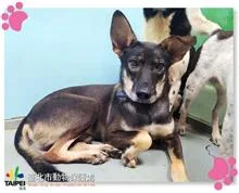 混種犬