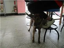 混種犬