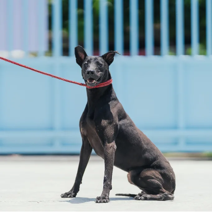 混種犬