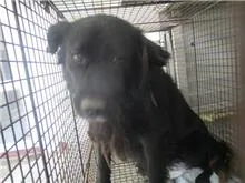 混種犬