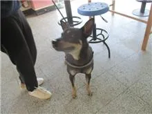 混種犬
