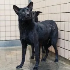 混種犬