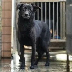 混種犬