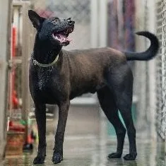 混種犬