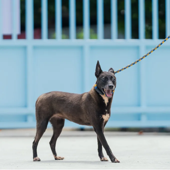 混種犬