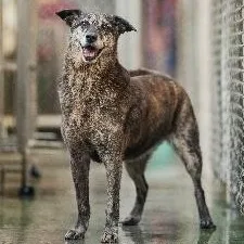 混種犬