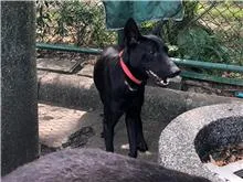 混種犬