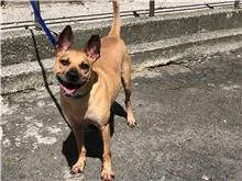 混種犬