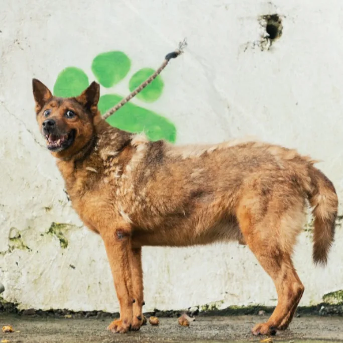 混種犬