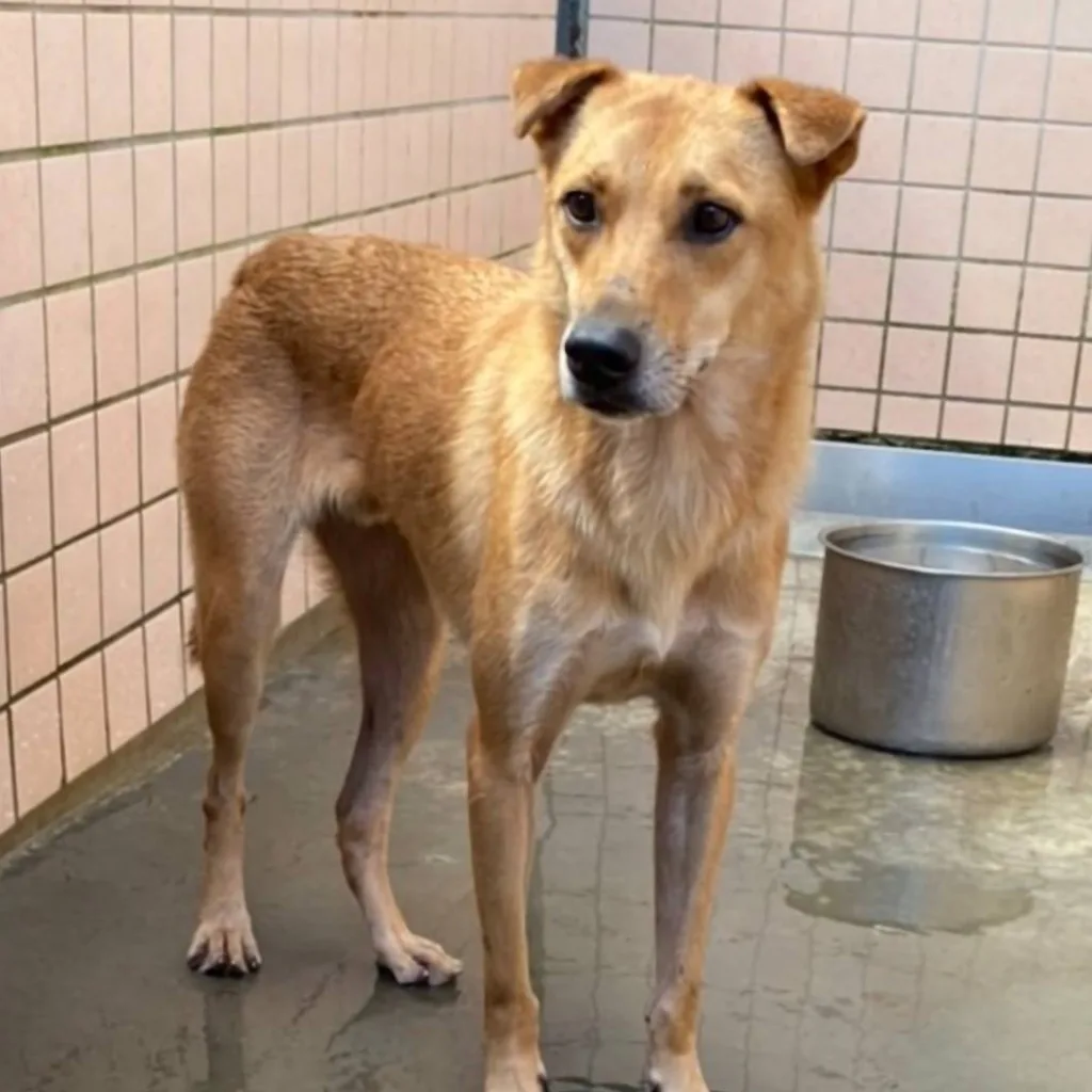 混種犬