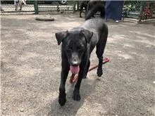 混種犬