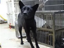 混種犬