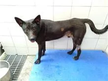 混種犬