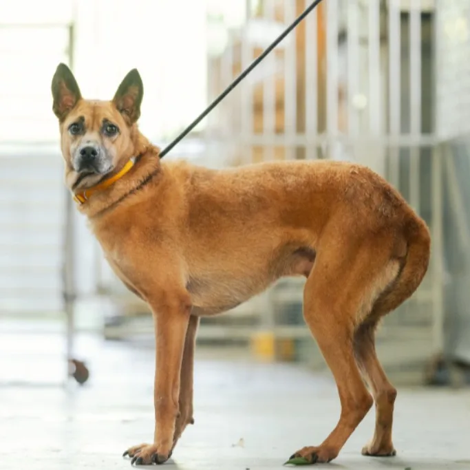 混種犬