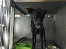 混種犬