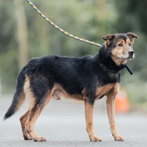 混種犬