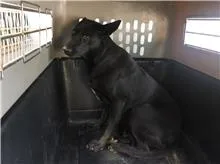 混種犬