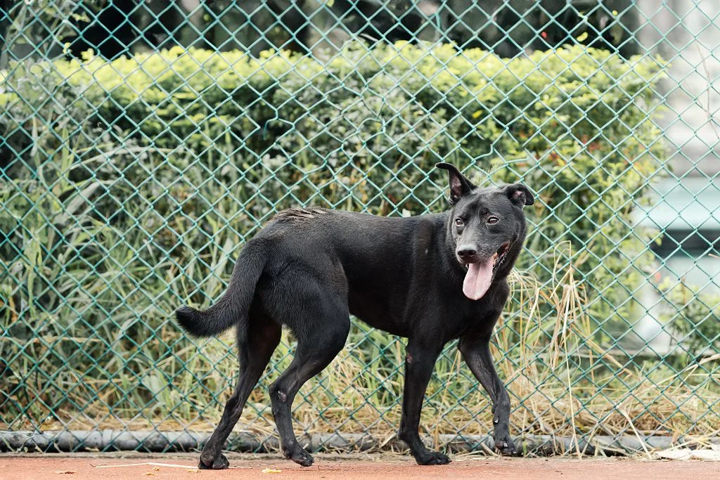 混種犬