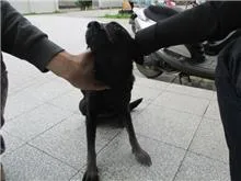 混種犬