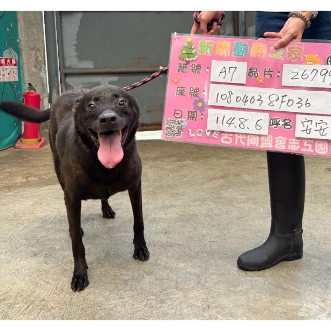 混種犬