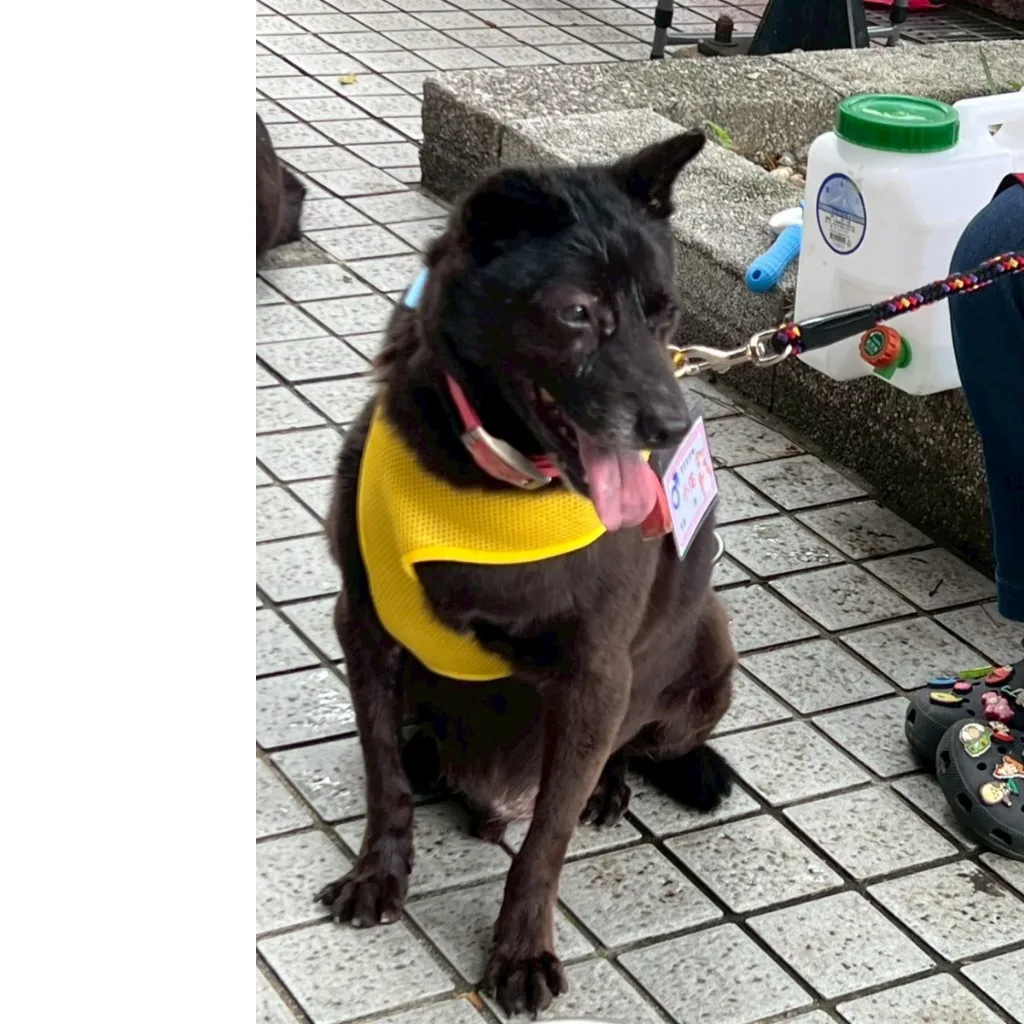 混種犬