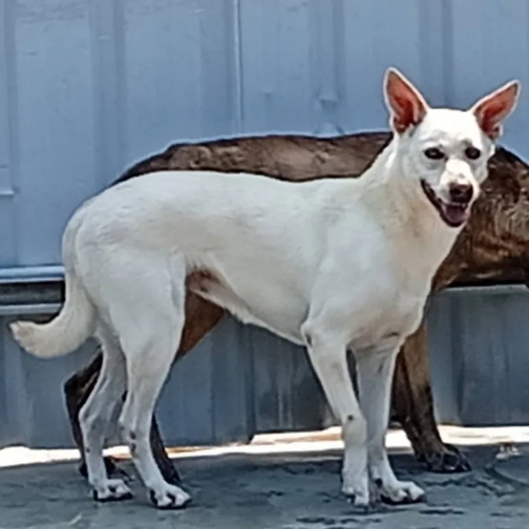 混種犬