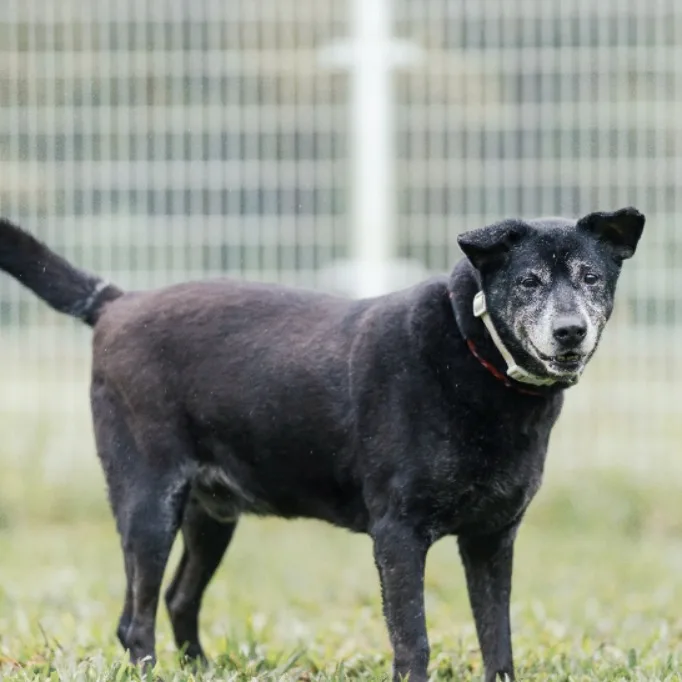 混種犬