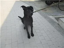混種犬