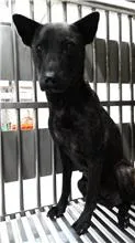 混種犬