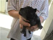 混種犬