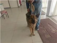 狗