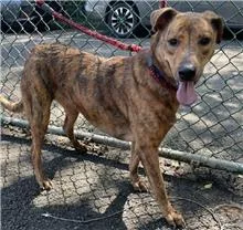 混種犬