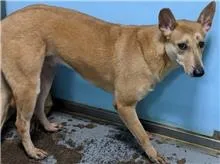 混種犬