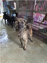 混種犬