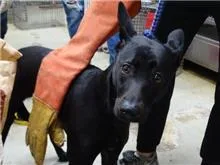 混種犬