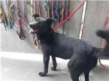 混種犬